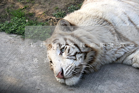 信用卡多久算逾期还款（中行信用卡逾期十天还清后额度）