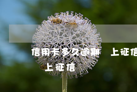 信用卡多久逾期會上征信嗎(信用卡多久逾期會上征信嗎)