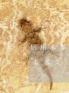 信用卡多久還不上會(huì)被起訴(信用卡多久還不上會(huì)被起訴)