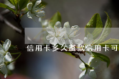 信用卡多久還款(信用卡可以分多少期還款)