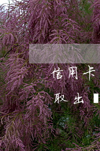 信用卡多了你會還不起(多還的信用卡錢可以取出來嗎)