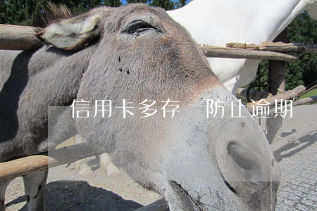信用卡多存錢防止逾期