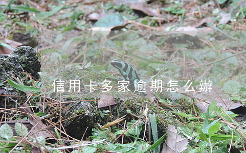 信用卡多家逾期怎么辦