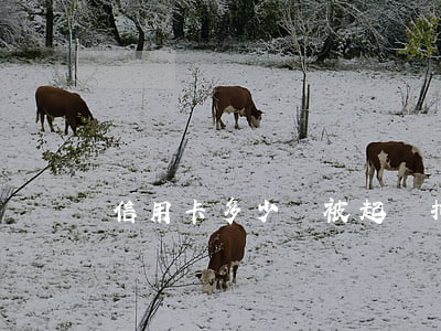 信用卡多少會被起訴拘留