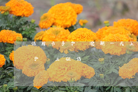 信用卡多少為逾期一天上征信-欠信用卡多少會上征信