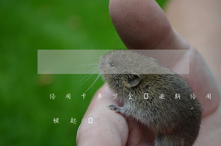 信用卡多少金額逾期(信用卡多少金額逾期會被起訴)
