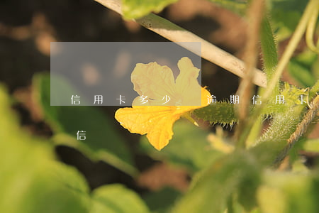 信用卡多少錢逾期 信用卡多少錢逾期會上征信