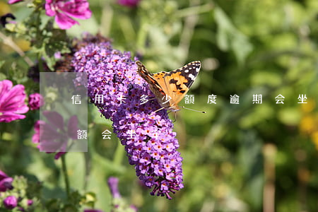 信用卡多少额度逾期会坐牢(欠信用卡多少金额会坐牢)