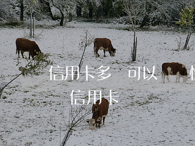 信用卡多張可以選擇性逾期嗎 多次逾期還能辦信用卡嗎
