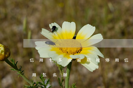 信用卡多次逾期被停用(信用卡多次逾期被停用怎么辦)