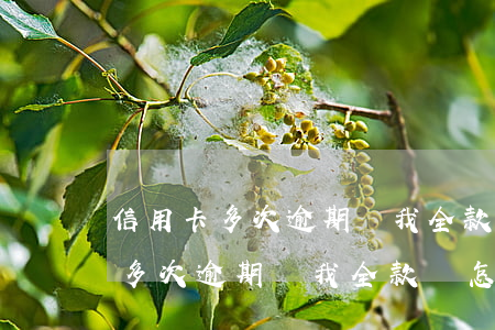 信用卡多次逾期讓我全款還怎么辦-信用卡多次逾期讓我全款還怎么辦呢