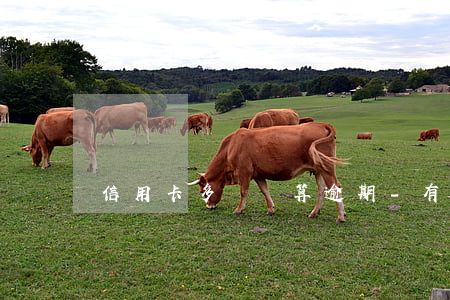 信用卡多級會算逾期-有多少信用卡逾期