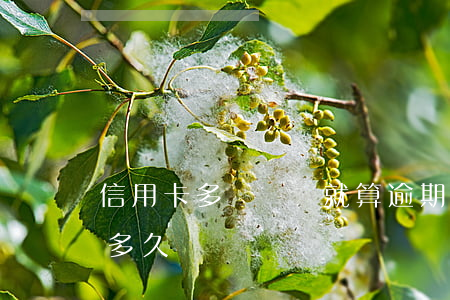 信用卡多長時間就算逾期(信用卡最長能逾期多久)