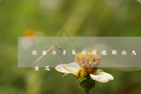 信用卡多长时间逾期会失信(欠信用卡多久不用还)