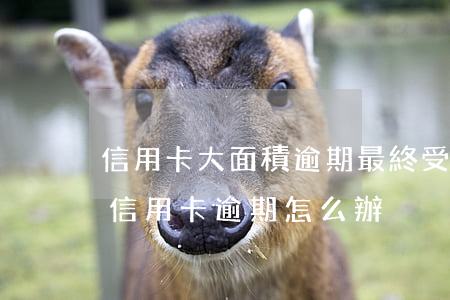 信用卡大面積逾期最終受益人是誰-大面積信用卡逾期怎么辦