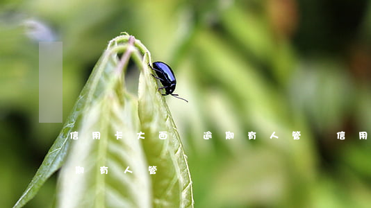 信用卡大面積逾期有人管嗎(信用卡大面積逾期有人管嗎)