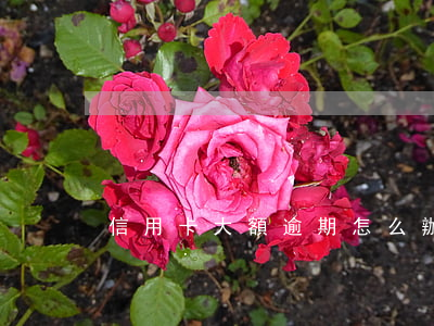 信用卡大額逾期怎么辦