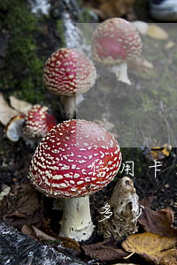 信用卡大額逾期是多少額度(大額逾期指的是多少)