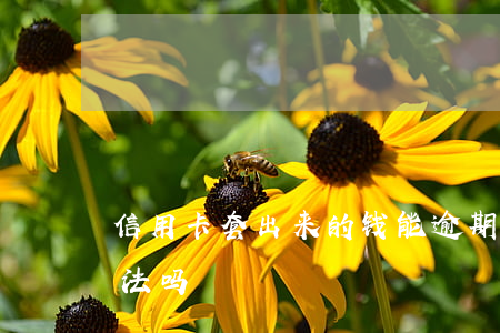 信用卡套出来的钱能逾期吗(套信用卡的钱违法吗)