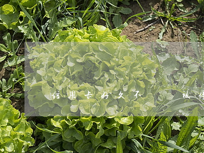 信用卡好久不還會被停用