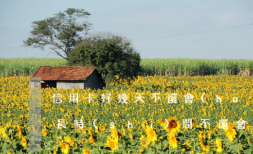 信用卡好幾天不還會(huì)怎樣(信用卡長時(shí)間不還會(huì)怎么樣)