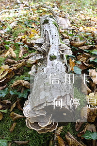 信用卡如何停息分期60期還息-信用卡如何停息分期60期還息
