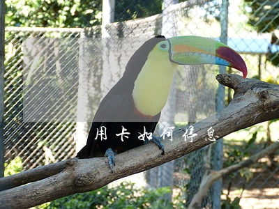 信用卡如何停息掛賬分期(信用卡如何做停息掛賬)