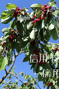 信用卡如何判斷持卡人逾期三個(gè)月-信用卡如何判斷持卡人逾期三個(gè)月了
