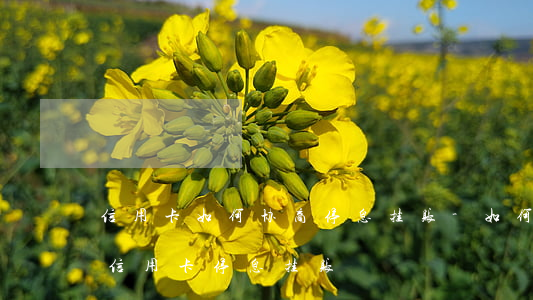 信用卡如何协商停息挂账-如何向银行申请信用卡停息挂账