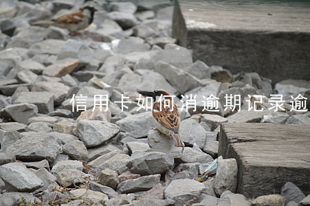信用卡如何消逾期记录(逾期销卡信用记录)