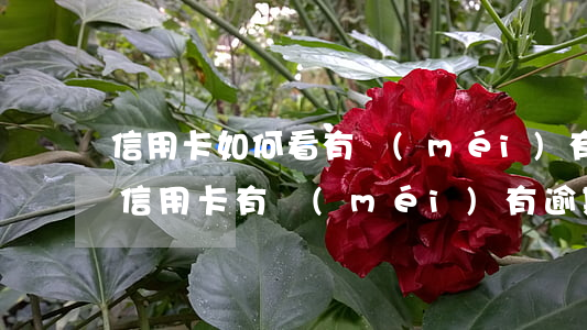 信用卡如何看有沒(méi)有逾期(怎么看信用卡有沒(méi)有逾期)