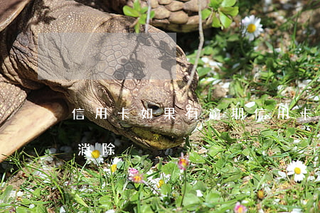 信用卡如果有逾期(信用卡如果有逾期,幾年能消除)