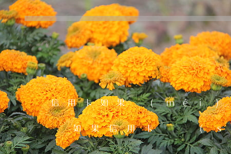 信用卡如果沒(méi)有能力償還該怎么辦(如果信用卡暫時(shí)沒(méi)有償還能力了,怎么辦)