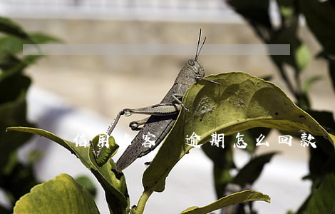 信用卡客戶逾期怎么回款