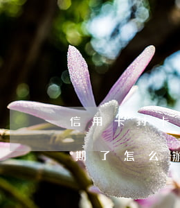 信用卡封卡后逾期了怎么辦(信用卡封卡后逾期了怎么辦)