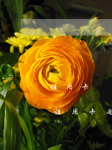 信用卡將要逾期應(yīng)怎辦(不小心信用卡逾期了怎么辦)