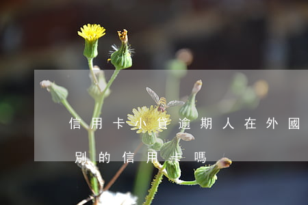 信用卡小貸逾期人在外國(信用卡逾期能申請別的信用卡嗎)
