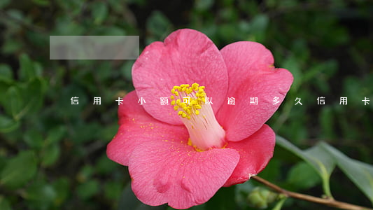 信用卡小額可以逾期多久(信用卡 逾期多久)