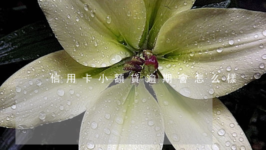 信用卡小額貸逾期會怎么樣