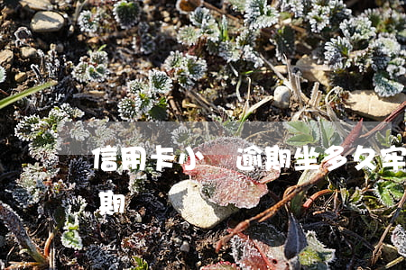 信用卡小額逾期坐多久牢-小額度信用卡逾期