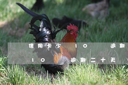 信用卡少還10塊錢逾期二十天(信用卡少還10塊錢逾期二十天)