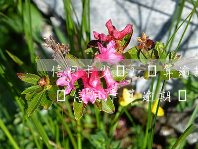 信用卡少還2塊算逾期嗎(2天沒(méi)還信用卡算逾期嗎)