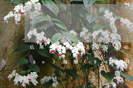 信用卡就透支3000(信用卡透支三萬(wàn)每個(gè)月利息多少)