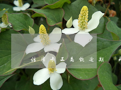 信用卡工商能逾期幾天(信用卡 逾期多久)