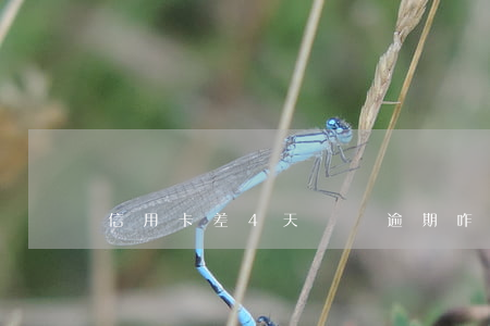 信用卡差4天沒還逾期咋辦