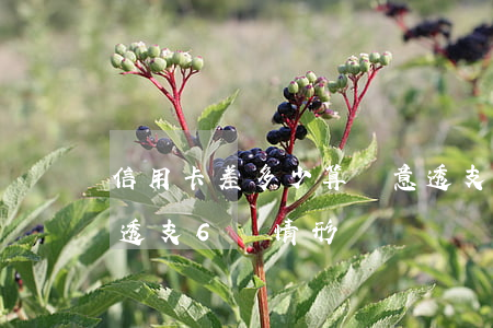 信用卡差多少算惡意透支(什么是信用卡惡意透支6種情形)