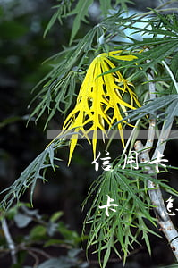 信用卡己透支十多萬怎么辦(欠三十多萬信用卡該怎么辦)