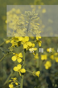 信用卡已有四個月逾期(信用卡逾期三四個月)