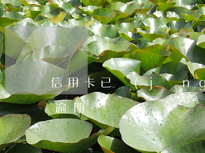 信用卡已經(jīng)還上為什么還顯示逾期
