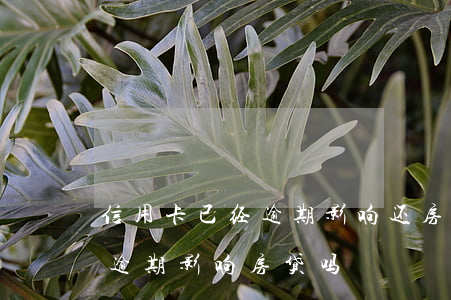 信用卡已经逾期影响还房贷吗 之前有信用卡逾期影响房贷吗
